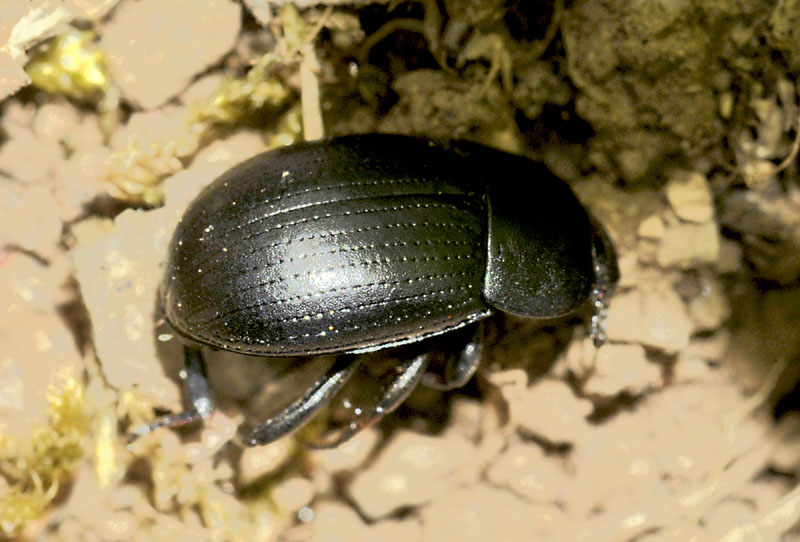 Tenebrionidae: cfr. Pedinus sp.